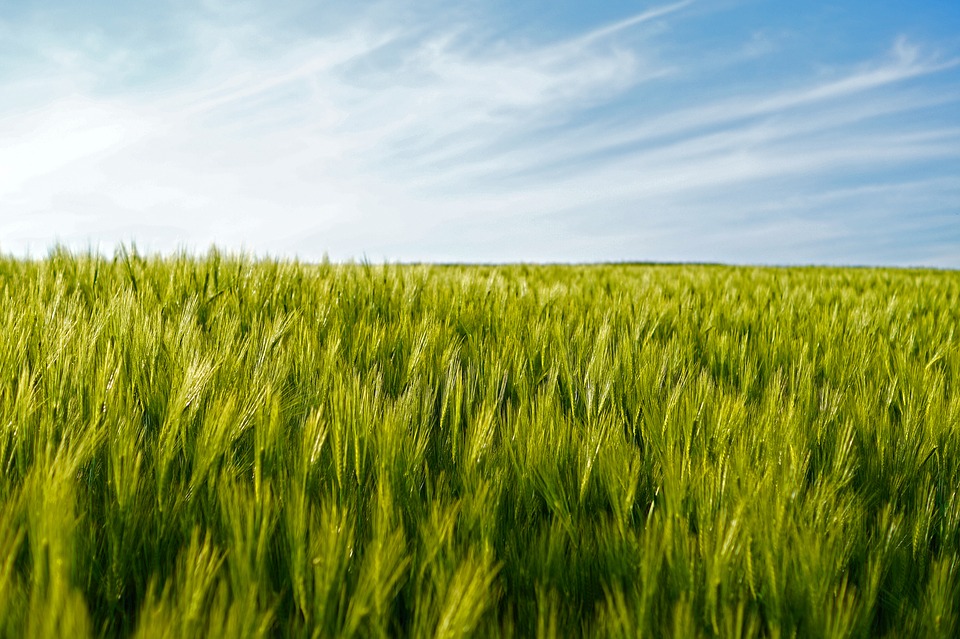 field-1417580_960_720