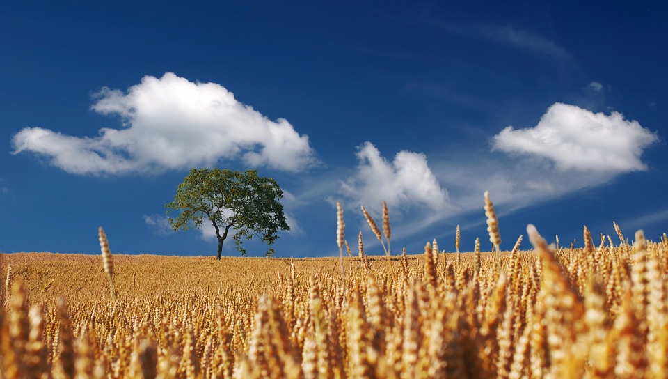 CAMPO